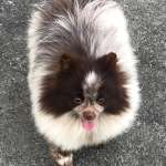 Алиса, фото