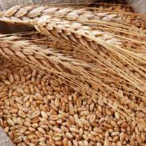 Пшеница, в Самаре