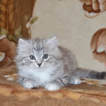 Породистый сибирский котенок, в Краснодаре