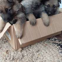 Продам щенков немецкой овчарки, в Самаре