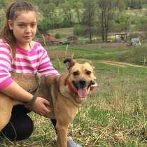 Собачка Харли, в Москве