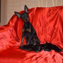 Щеночки карликового пинчера разные окрасики, в Рыбинске