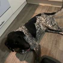 Потерялся пёс, кличка Рай, в Ростове-на-Дону