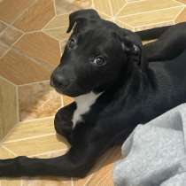 Отдам милую девлчку, в Ростове-на-Дону