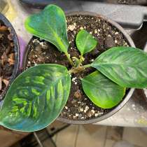 Хомаломена Камуфляж, в Смоленске