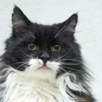 И днем и ночью кот учёный&hellip; Мудрый кот в дар, в Москве