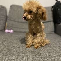 Щенок мальтипу, в Волгограде