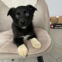 Щенок в добрые руки, в Нижнем Новгороде