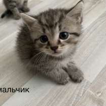 Котята от британской вислоухой кошки, метисы, в Можайске