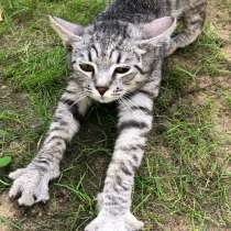 Котенок в добрые руки, в Малаховке