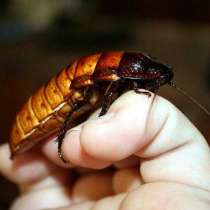 Мадагаскарские шипящие тараканы, в Тюмени