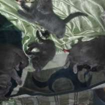 Русские голубые антикризисные, в Санкт-Петербурге