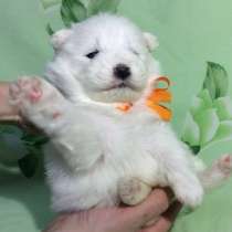 Самоедская лайка ми-ми-мишки !, в Санкт-Петербурге