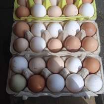 Куриные домашние яйца, в Владимире