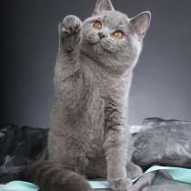 Чистокровные британские котята от Чемпиона Мира!, в Санкт-Петербурге