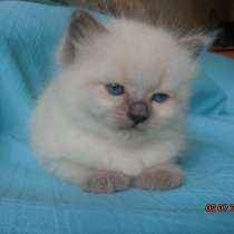 Белый сибиряк, в Нижнем Новгороде