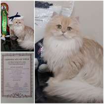 Британка, чемпион, в г.Анкара