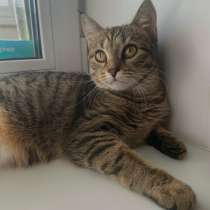 Кошка в добрые руки, в Самаре