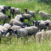 Овцы,баранина, в Смоленске