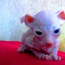 Донской сфинкс, котята, в Санкт-Петербурге