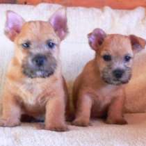 Норвич терьер, в Санкт-Петербурге