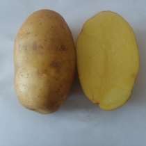 Семенной картофель из Беларуси в Краснодар, в Смоленске