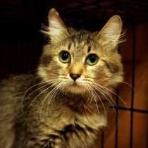 Пушистая Камения мечтает о доме, в Москве