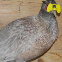 Очки для птиц шоры фазан кеклик петух куры размер S (малый), в Астрахани