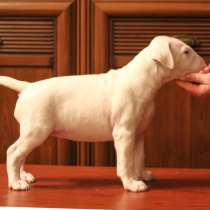 Щенки бультерьера. Bullterrier puppies, в Вологде