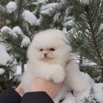 Померанский шпиц ДЕВОЧКА, в г.Минск