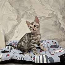 Бенгальские котята редкого окраса, в г.Оттава