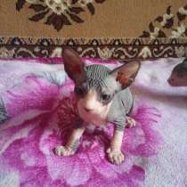 Продажа котят, в г.Макеевка