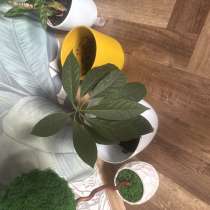 Продам авокадо 25 см с горшком, в Владивостоке