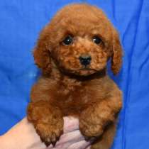Пуделя щенок миниатюрный рыжий мальчик УНО МОМЕНТО, в Москве