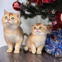 Шотландская золотая шиншила вислоухая, в Новороссийске