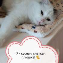 Кошечка плюшка в Дар, в г.Минск