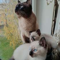 Тайские котята, в г.Narva