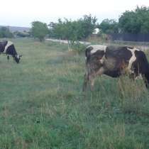 Коровы бычки телята Челябинск, в Челябинске