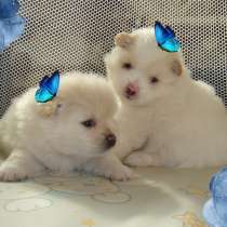 Лисята, в Ростове-на-Дону