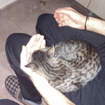 Милый котенок ищет дом. Sweet kitten is looking for a home, в г.Стамбул