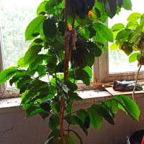 Кофе арабика растение комнатное, в Калининграде