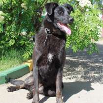 Особенная собачка ждет вас в приюте, в Москве