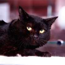 Арап - милый, нежный и застенчивый котик, в Москве