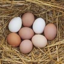 Яйца домашние продам, в г.Луганск