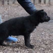 Немецкая овчарка щенок, в Красноярске
