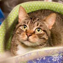 Кот Чук ждёт самых замечательных хозяев, в Москве