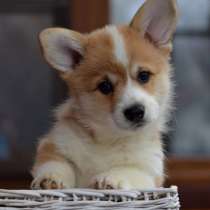 Шикарные щенки корги, в Москве