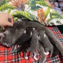 Отдам бесплатно котенка, в Щелково