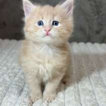 Котенок Мейн-кун, в Абакане