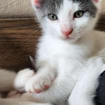 Котята в Вене, Австрия. с документами, в г.Вена